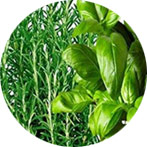Herbes et plantes aromatiques