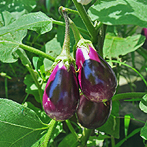 Aubergines