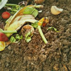 Compost